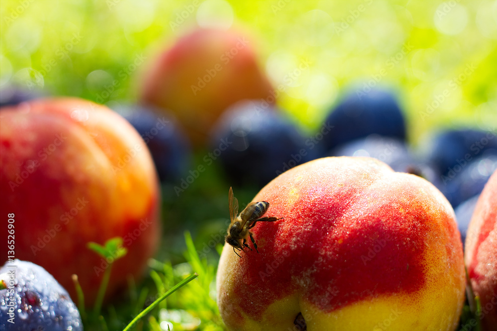 Bee nibbling freshly fallen ripe fruit, sunny garden with peaches and plums in the grass after the r