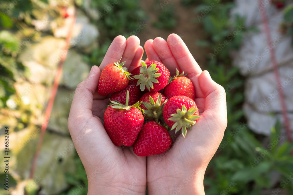 Fresh strawberry