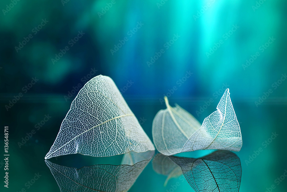 White transparent leafs on mirror surface with reflection on green background macro. Abstract artist