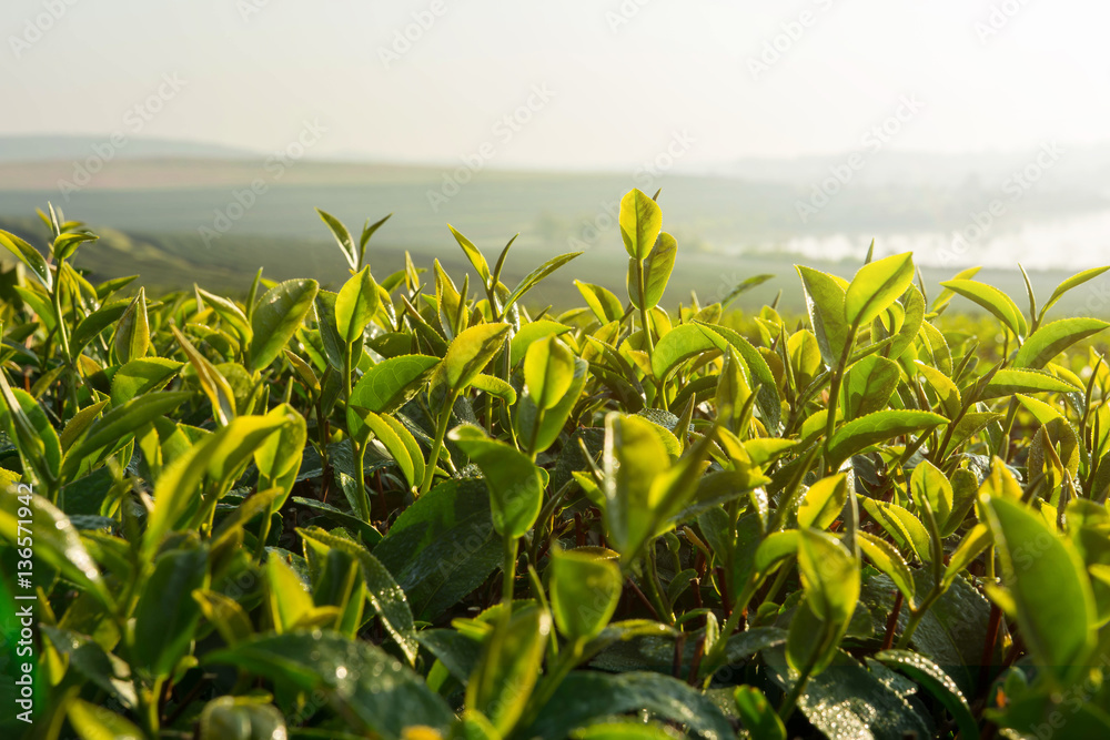 Green tea sprout and leaf in plantation farm