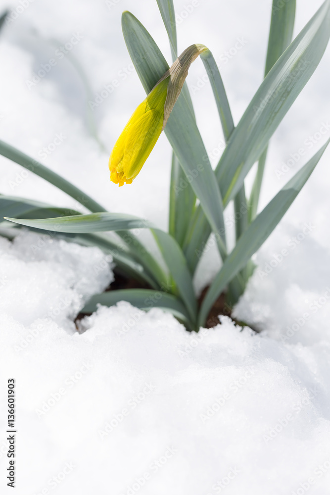 晚春雪中的水仙花