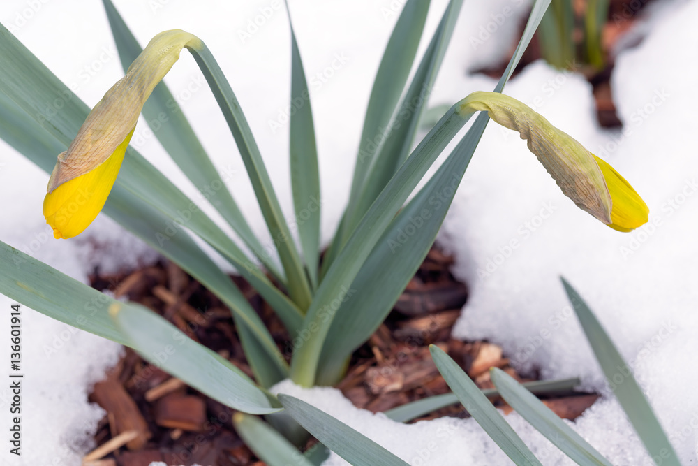 晚春雪中的水仙花