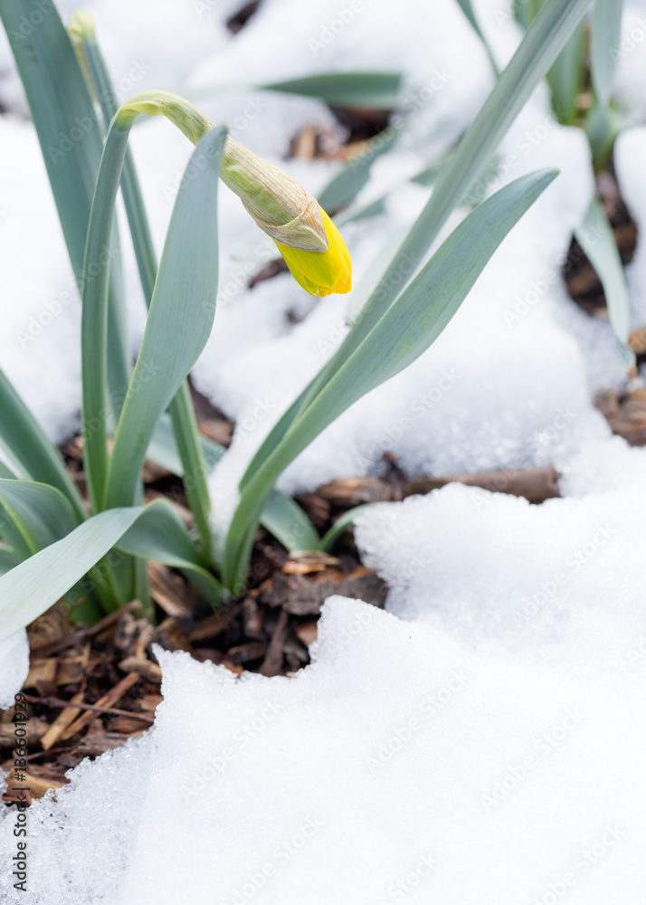 Daffodils in late spring snow