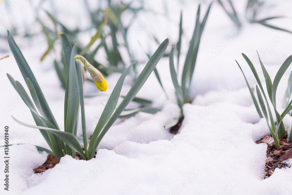 晚春雪中的水仙花