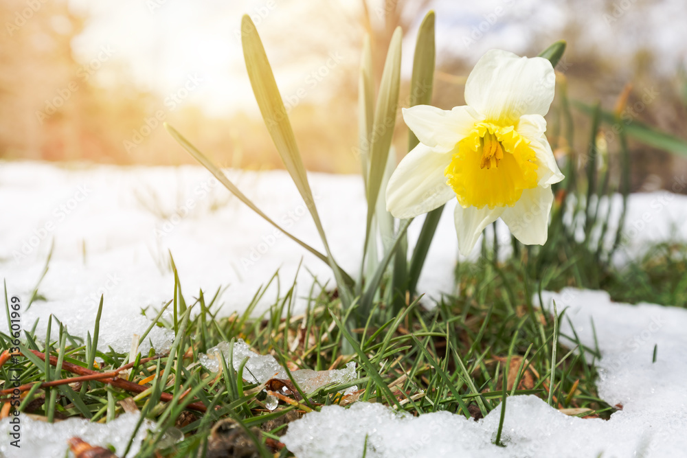 Daffodils in late spring snow