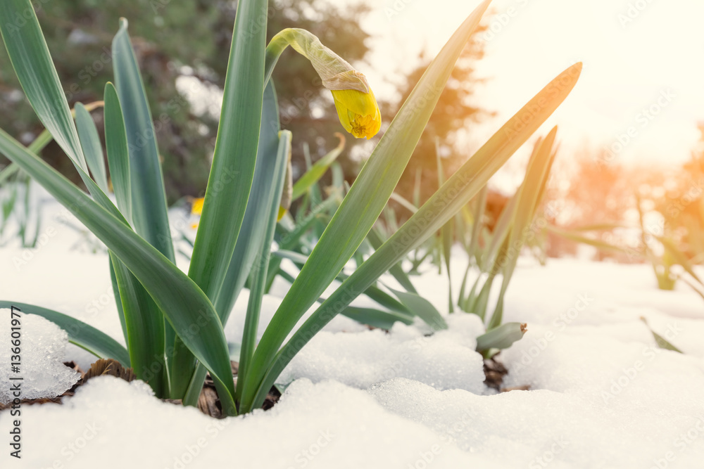 Daffodils in late spring snow