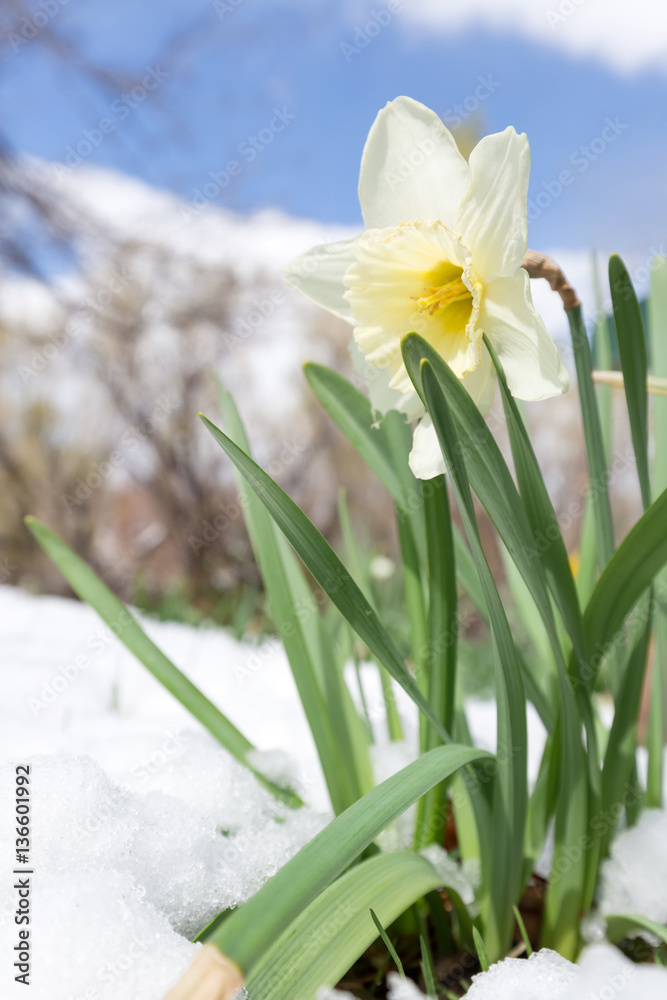 Daffodils in late spring snow