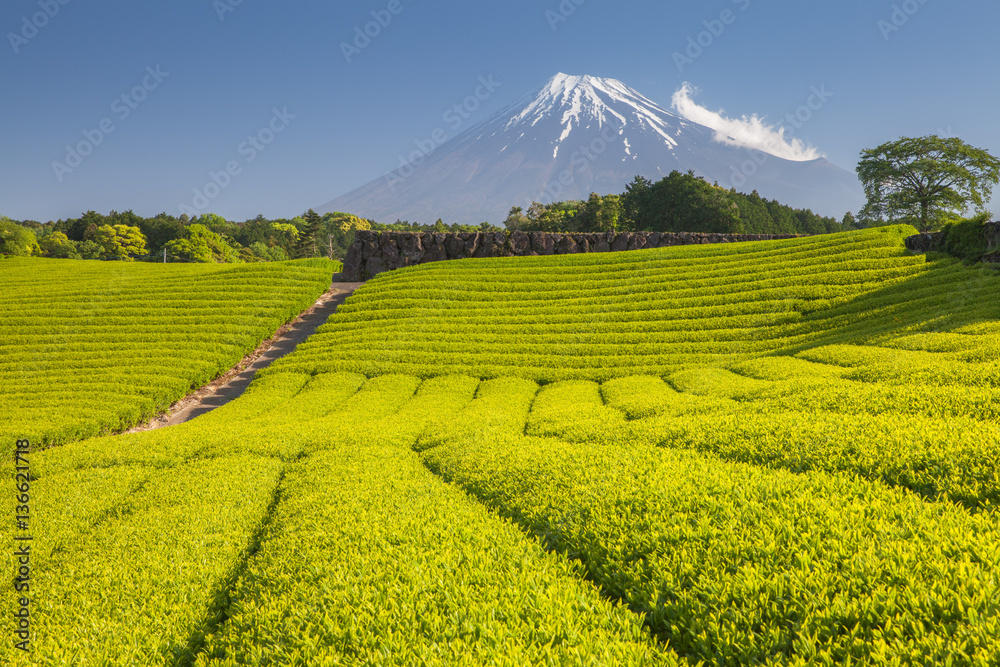 Tea farm and Mount Fuji in spring at Shizuoka prefecture