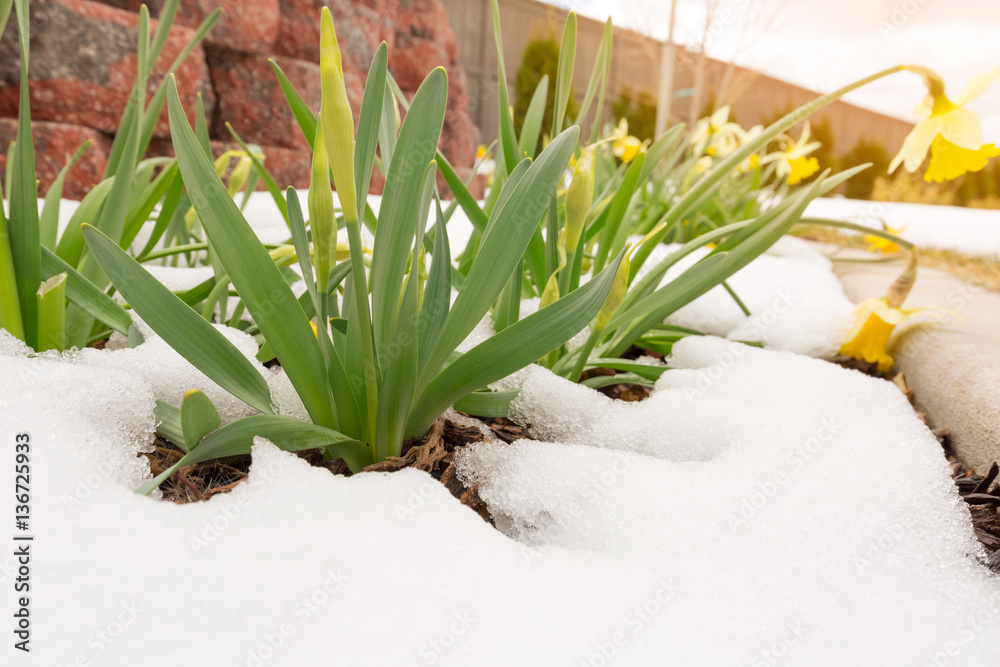 Daffodils in late spring snow