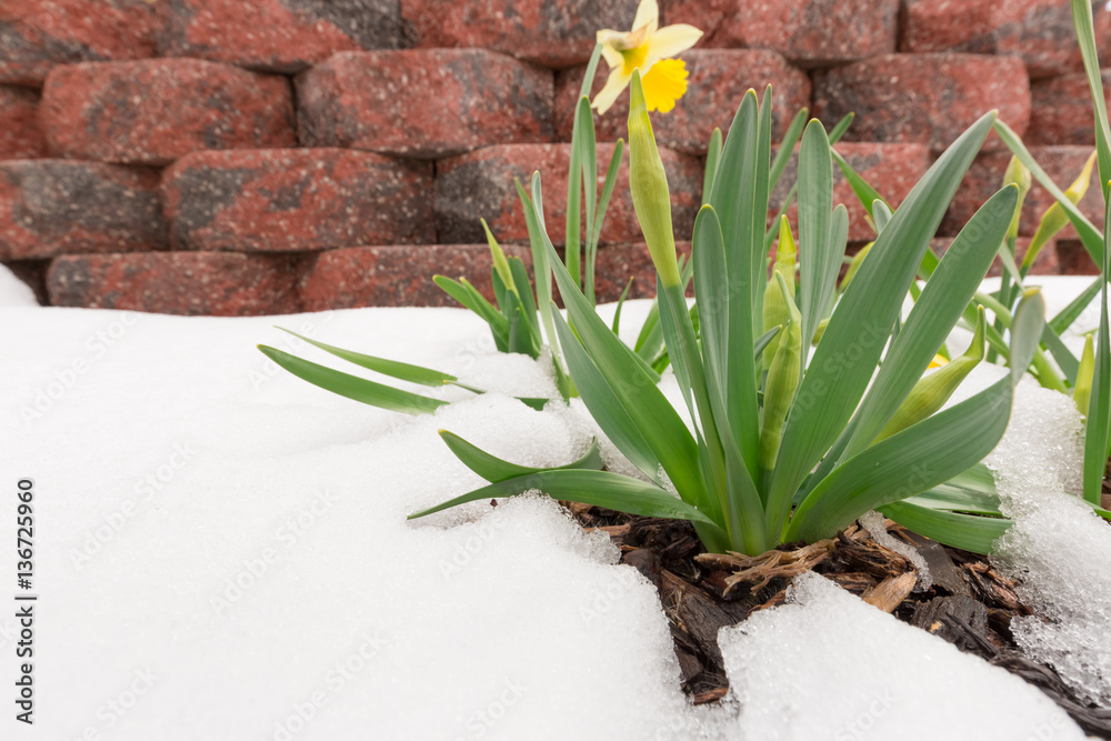 Daffodils in late spring snow