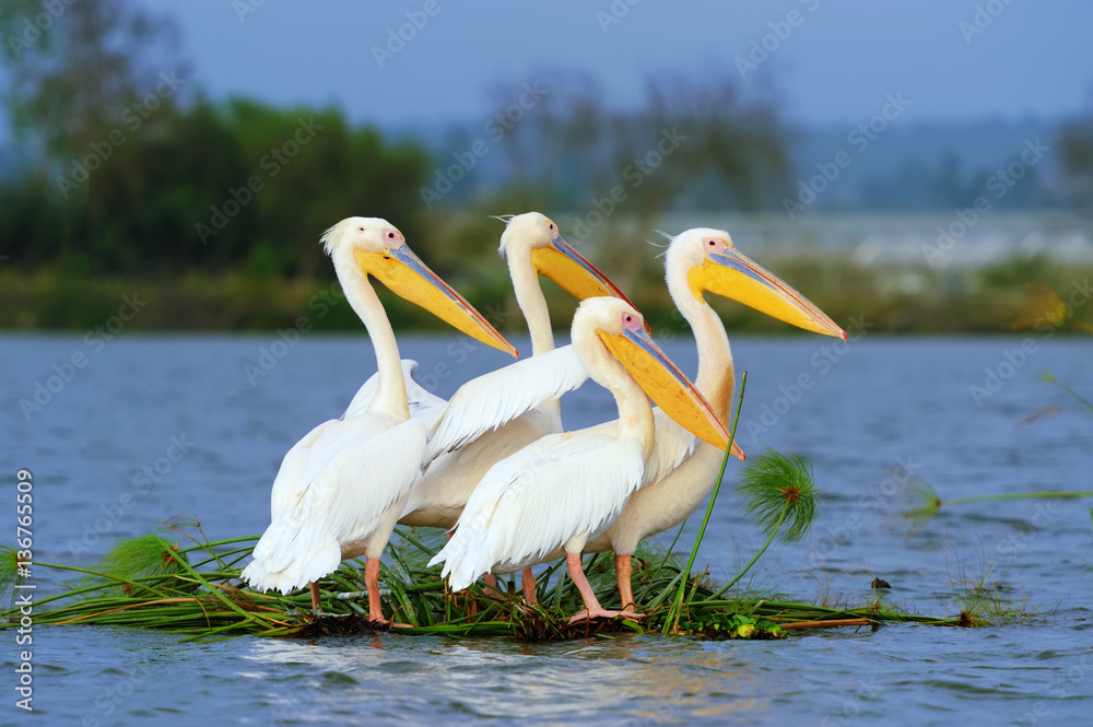 Great white pelican