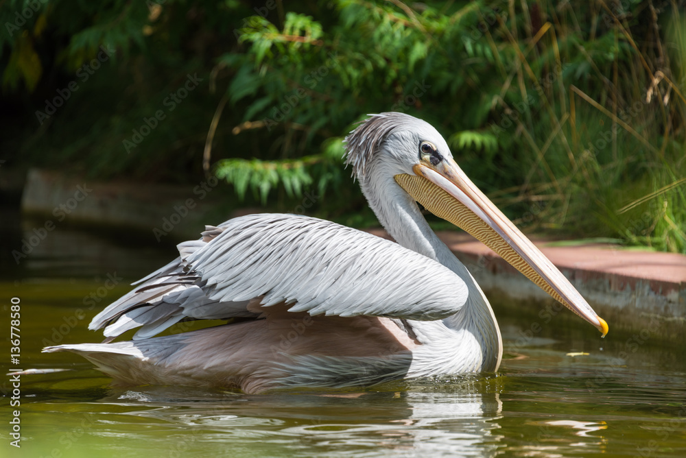 Pélican à dos rosé dans son étang au zoo dAmnéville en France. 