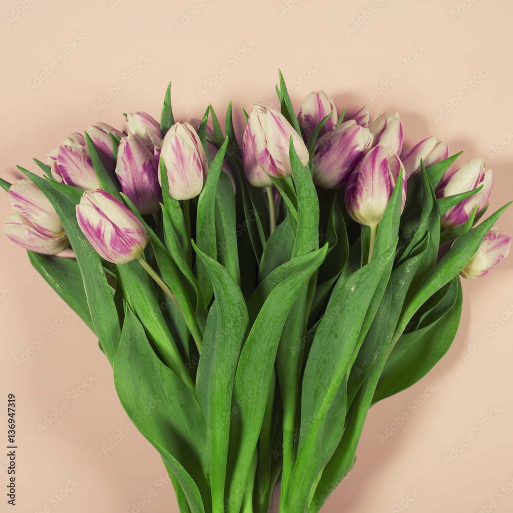 Pink tulips on pink background