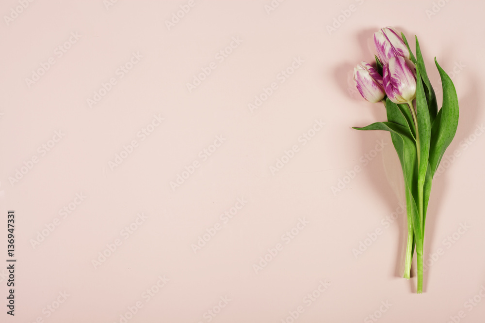 Pink tulips on pink background