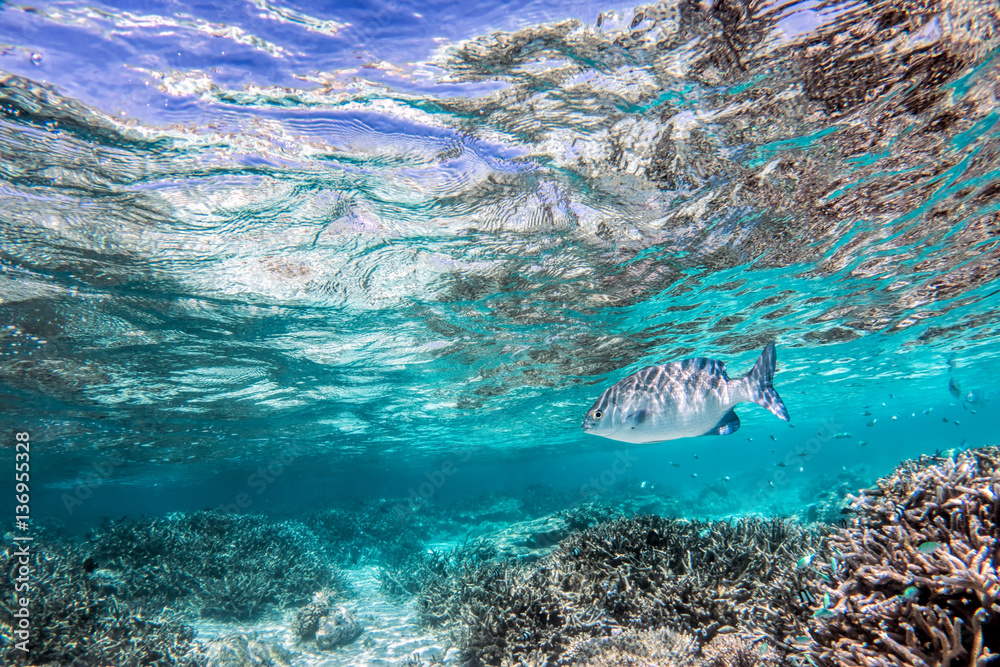 Underwater coral reef and fish in Indian Ocean, Maldives.