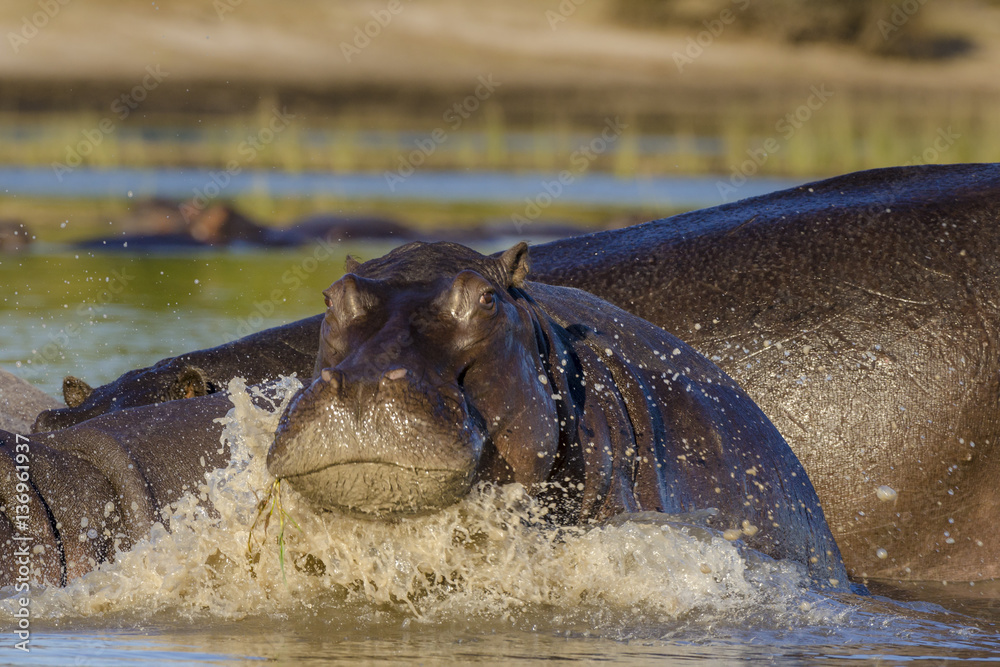 Common hippopotamus or hippo (Hippopotamus amphibius) charging. Chobe. Botswana