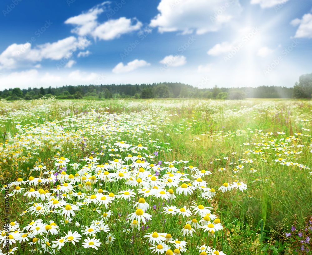 Field with chamomile flowers and blue sky