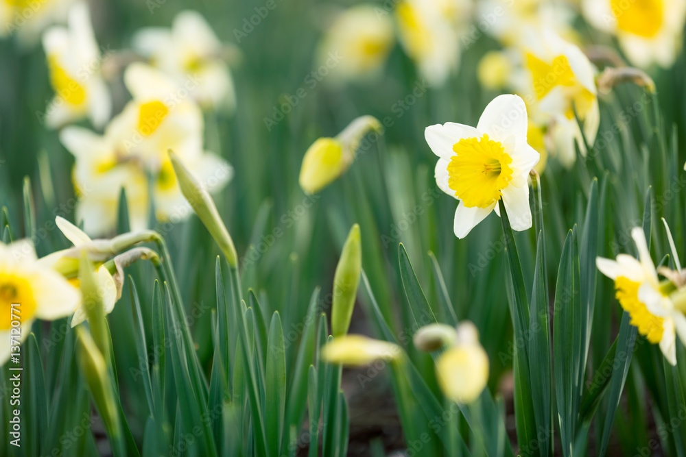 Narcissus blossom