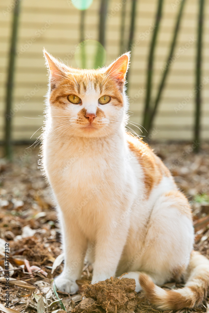 A lovely cat in outdoor