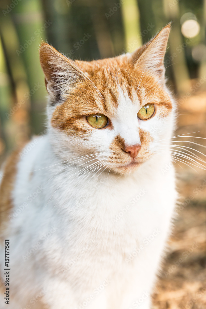 A lovely cat in outdoor