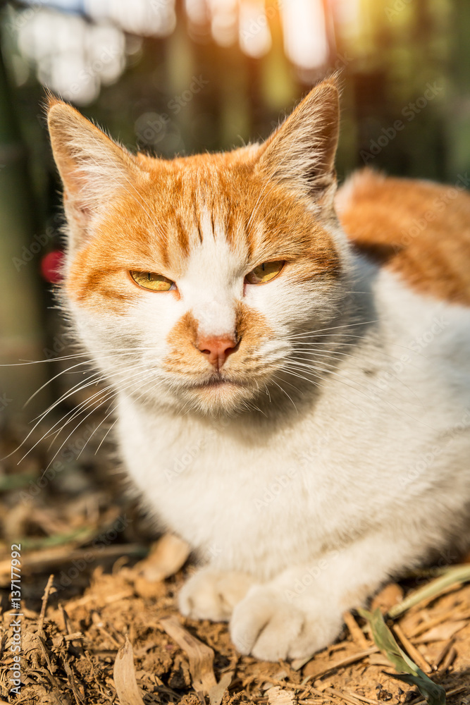 一只在户外打瞌睡的猫