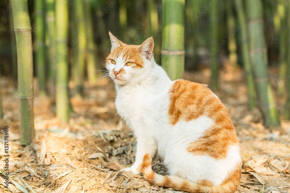 户外的一只可爱的猫