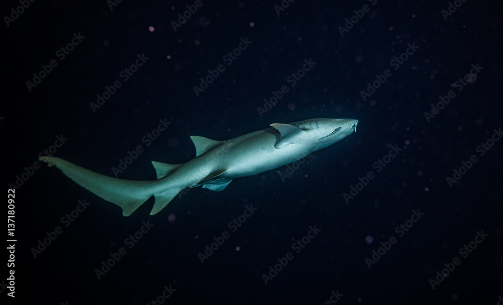 Bonnethead shark hunting at night