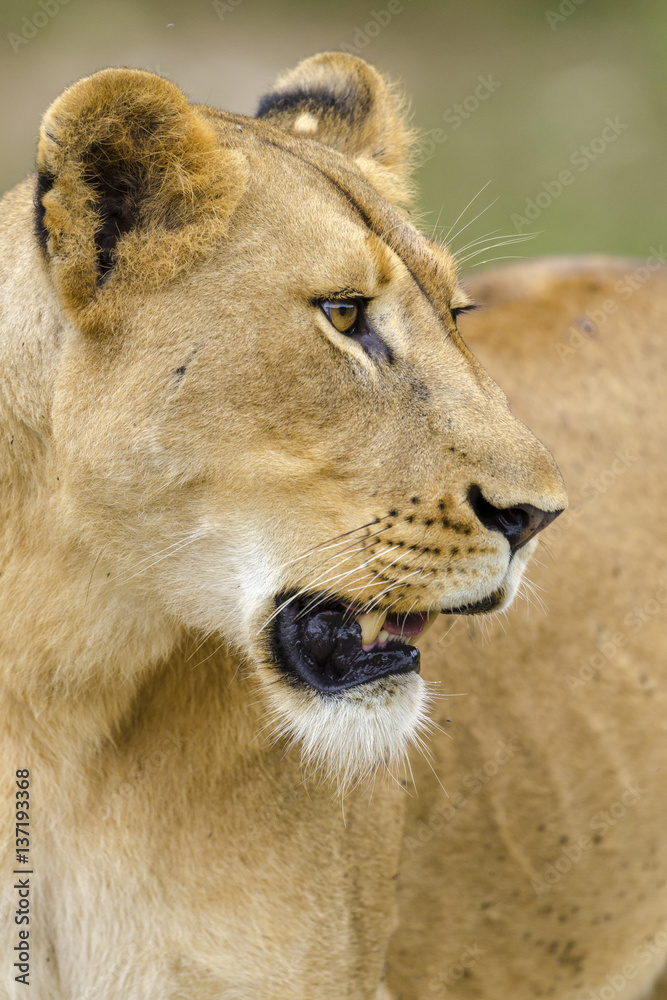 Lion (Panthera leo).KwaZulu Natal. South Africa