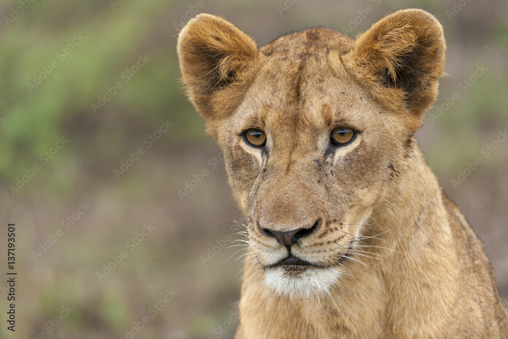 Lion (Panthera leo).KwaZulu Natal. South Africa