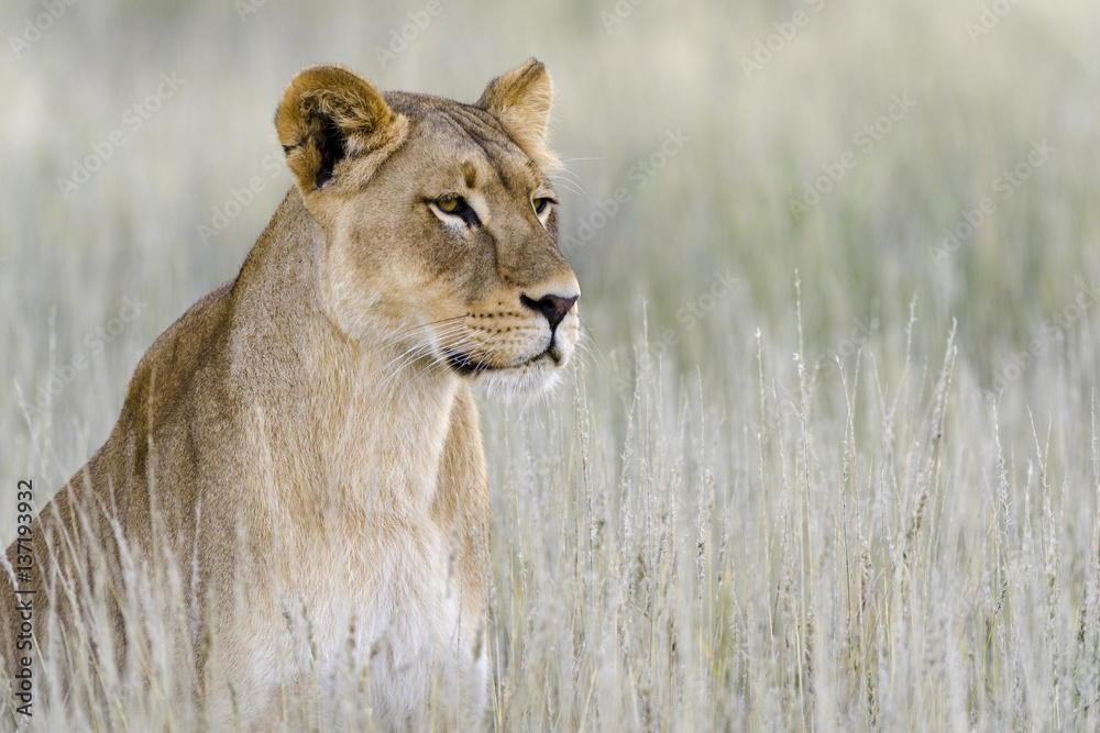 Lion (Panthera leo). Kalahari. Northern Cape. South Africa.