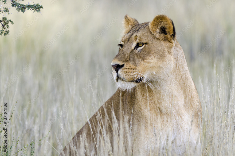 Lion (Panthera leo). Kalahari. Northern Cape. South Africa.