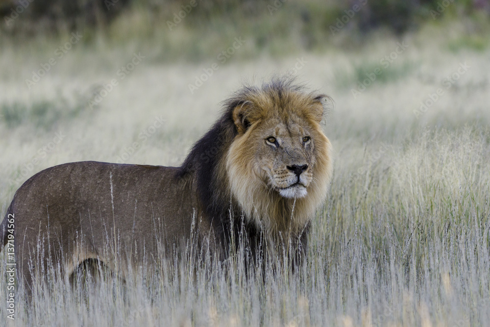 Lion (Panthera leo). Kalahari. Northern Cape. South Africa.