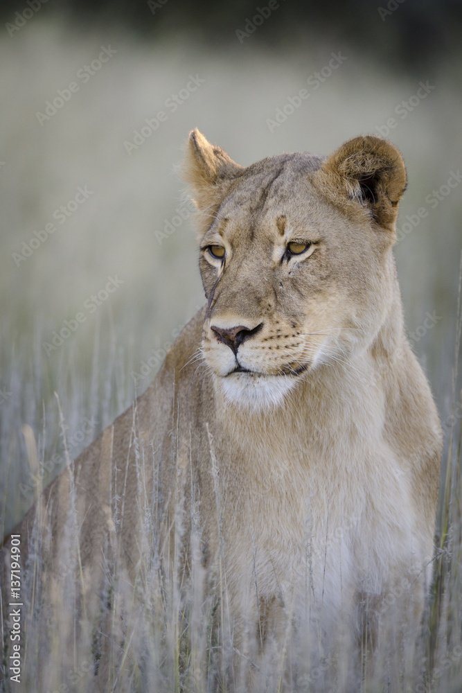 Lion (Panthera leo). Kalahari. Northern Cape. South Africa.