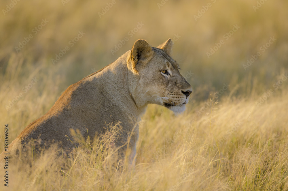 Lion (Panthera leo). Kalahari. Northern Cape. South Africa.