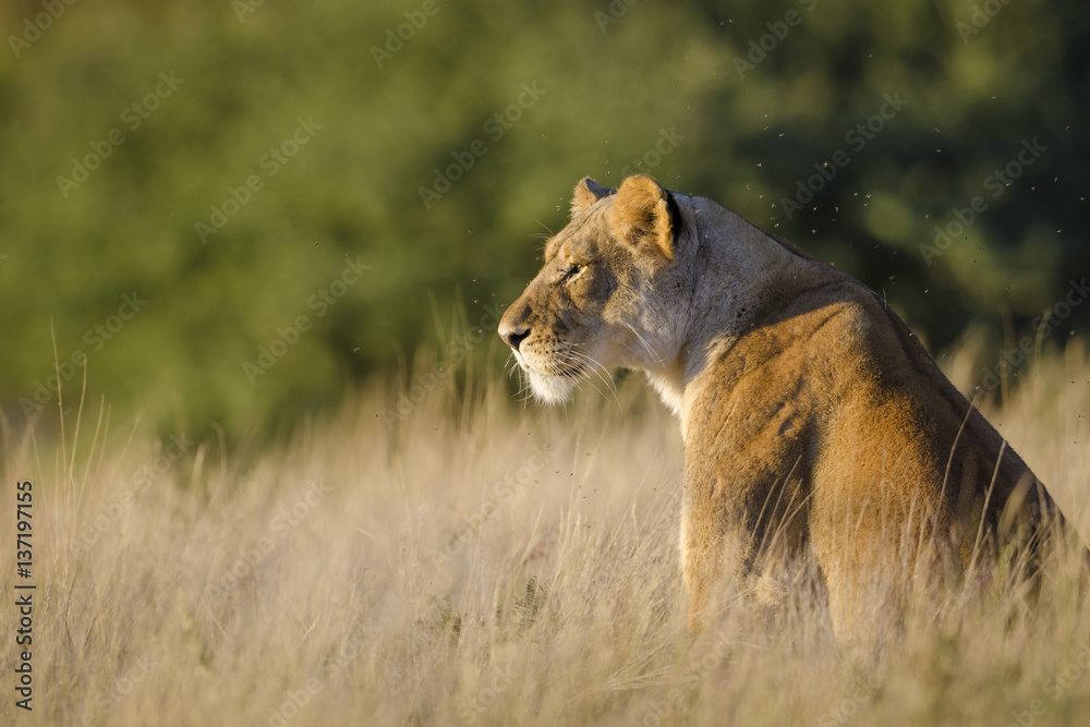 Lion (Panthera leo). Kalahari. Northern Cape. South Africa.