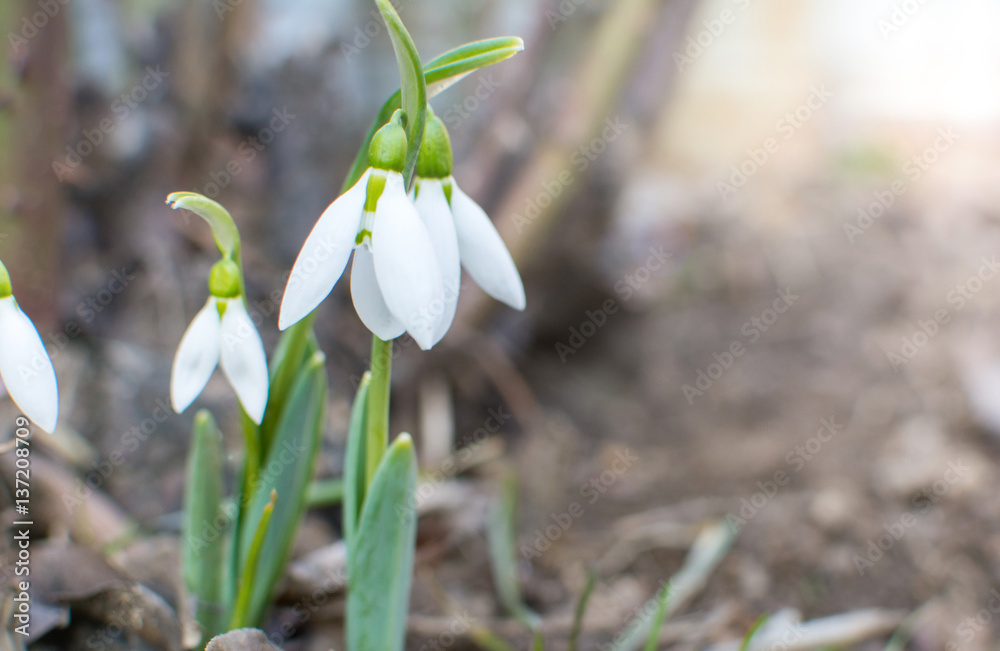 Snowdrops rise from the ground to announce spring