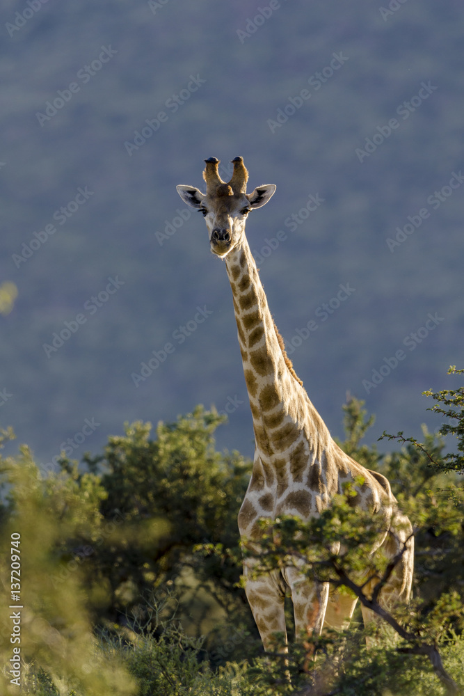 South African Giraffe or Cape Giraffe (Giraffa giraffa giraffa).  Southern Kalahari. Northern Cape. 