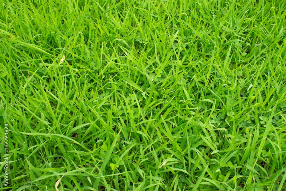 green grass texture background