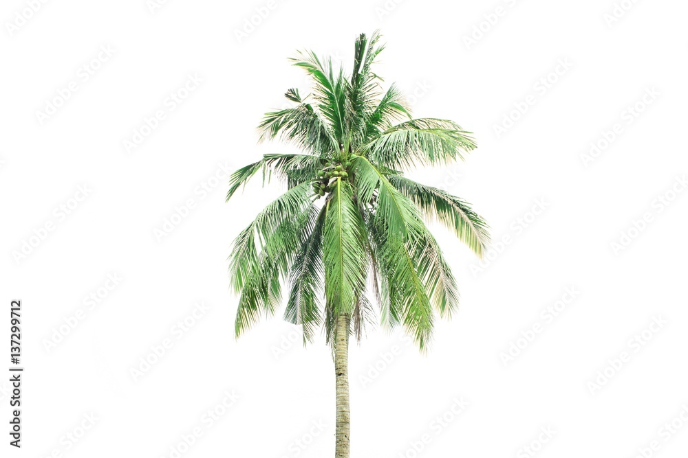 palm tree isolated on white background