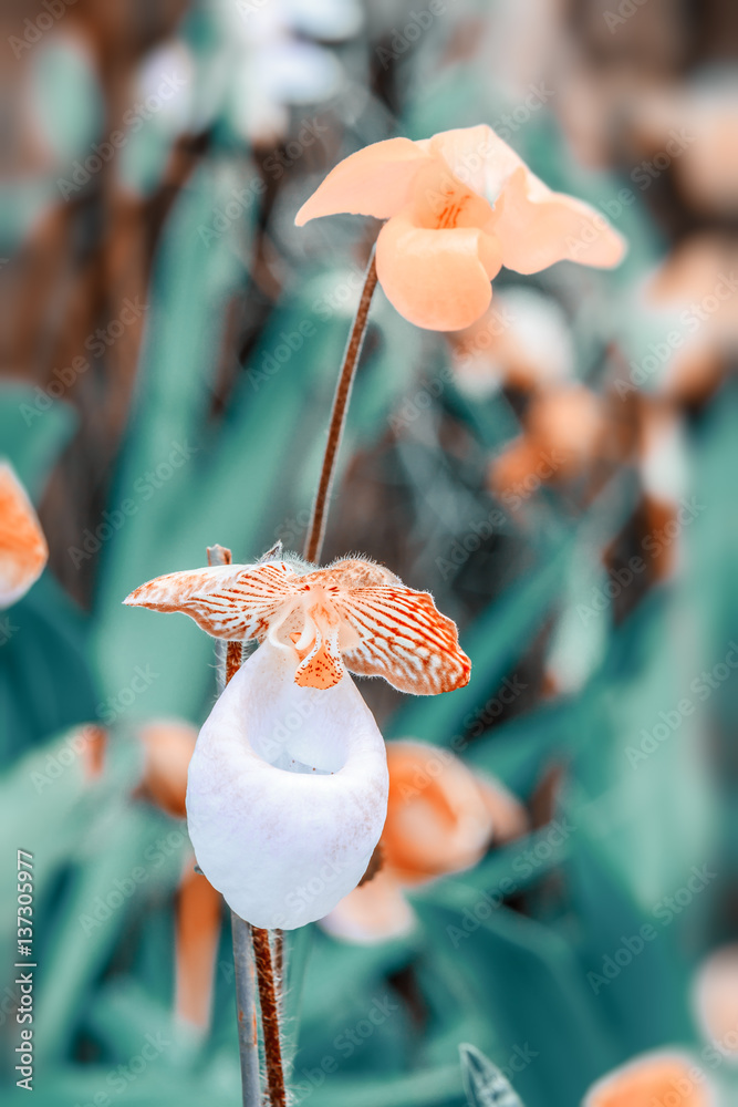 Paphiopedilum orchid bloom in the park