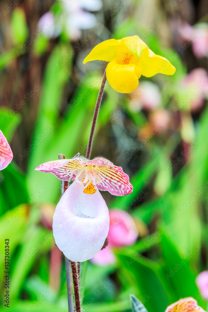 Paphiopedilum orchid bloom in the park