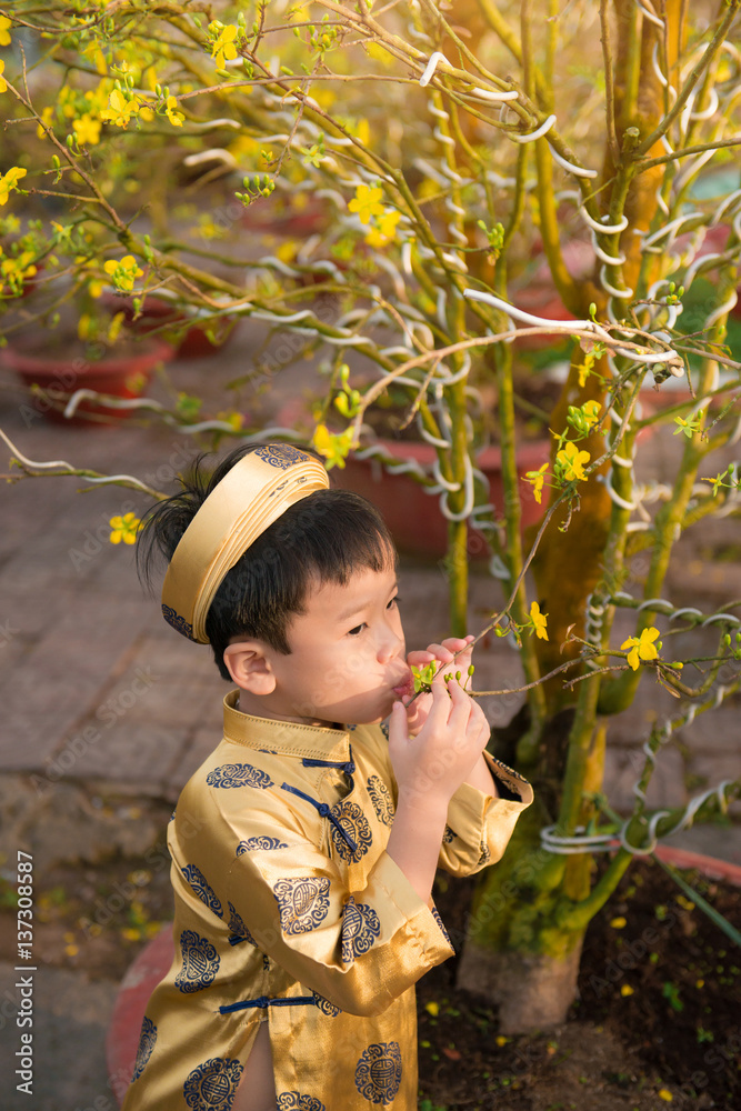 Happy kid having fun with traditional dress (ao dai) in Ochna Integerrima (Hoa Mai) garden. Hoa Mai 