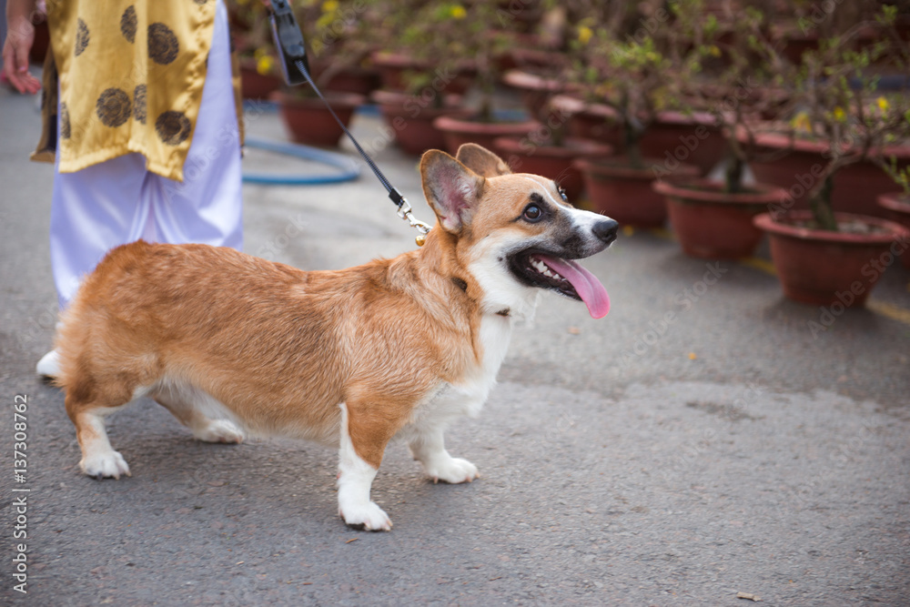 Corgi dog having fun with in Ochna Integerrima (Hoa Mai) garden. Tet holiday.