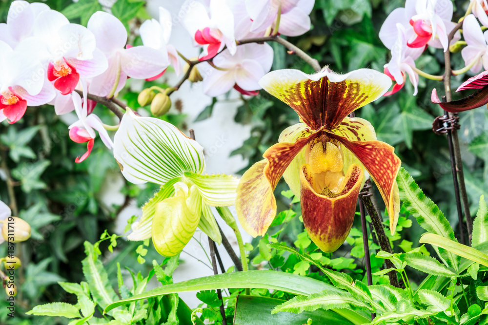 Paphiopedilum orchid bloom in the park