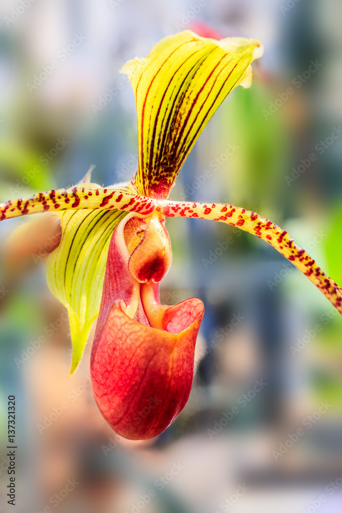 Paphiopedilum orchid bloom in the park