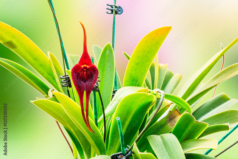 美丽的植物兰花花特写