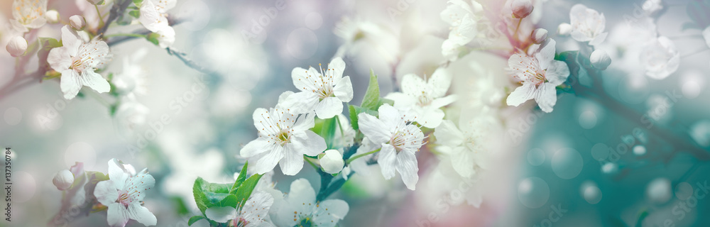 Selective focus on flower petals and stamens - beautiful flowering fruit tree