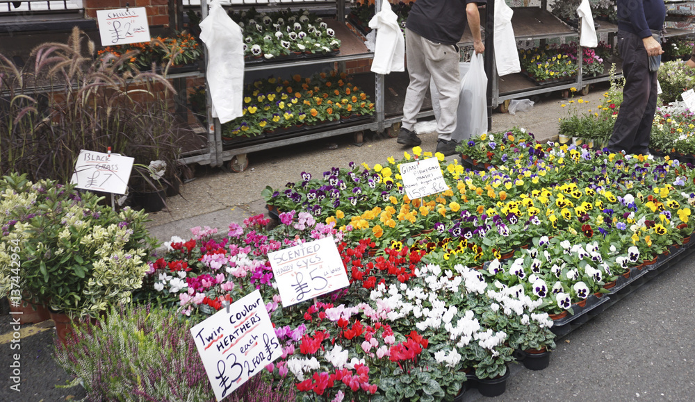 Flower Bloom Vibrant Decoration Bunch