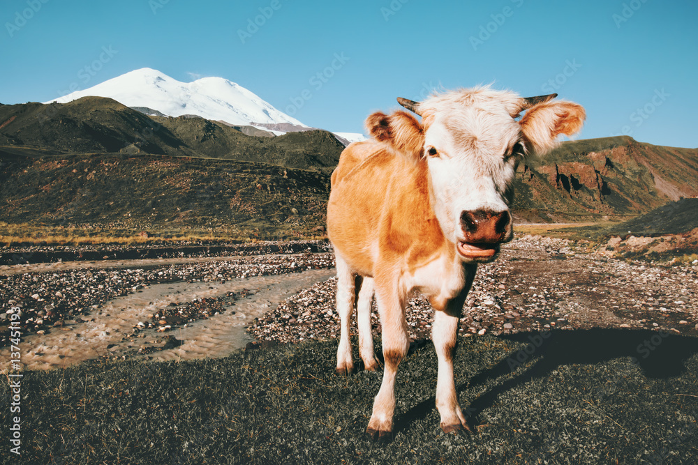 Cow looking at camera funny Farm Animal mountains on background summer pasture