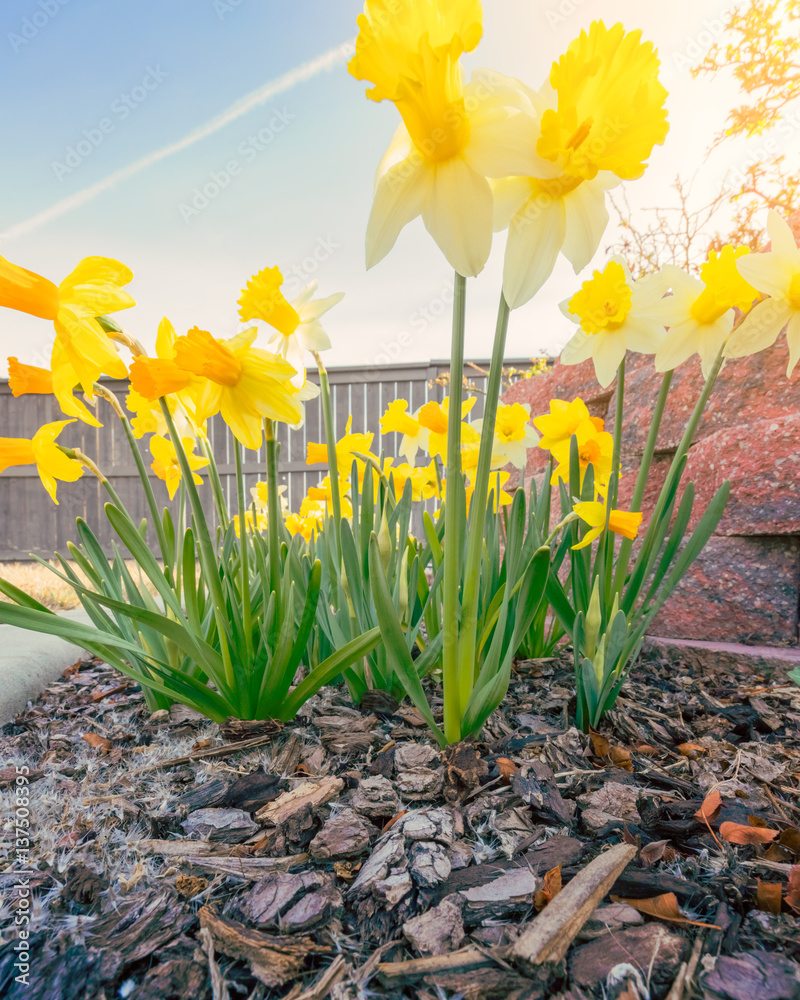 Daffodils in morning sunlight